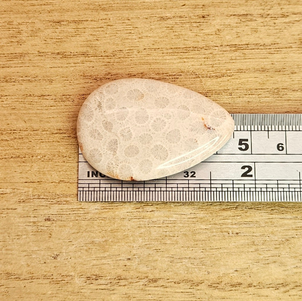 Fossil Coral Tear-drop Cabochon.