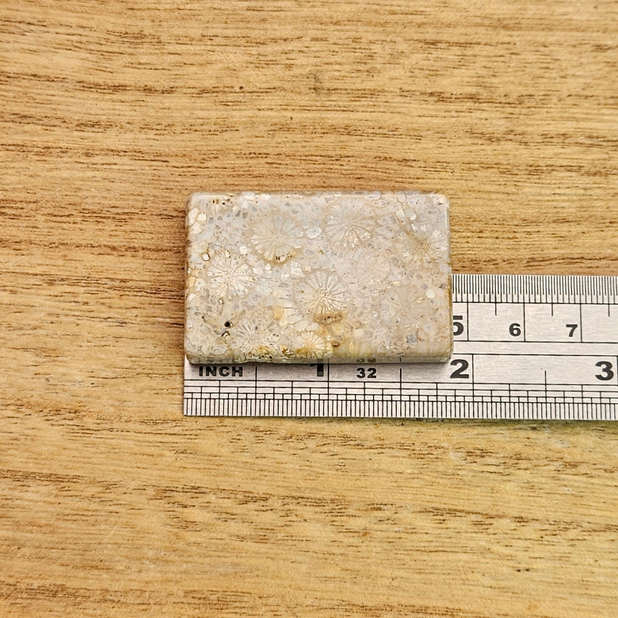 Fossil Coral Rectangle Cabochon.