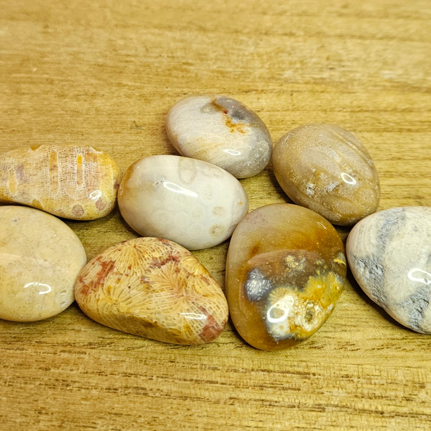 Fossil Coral Tumble.
