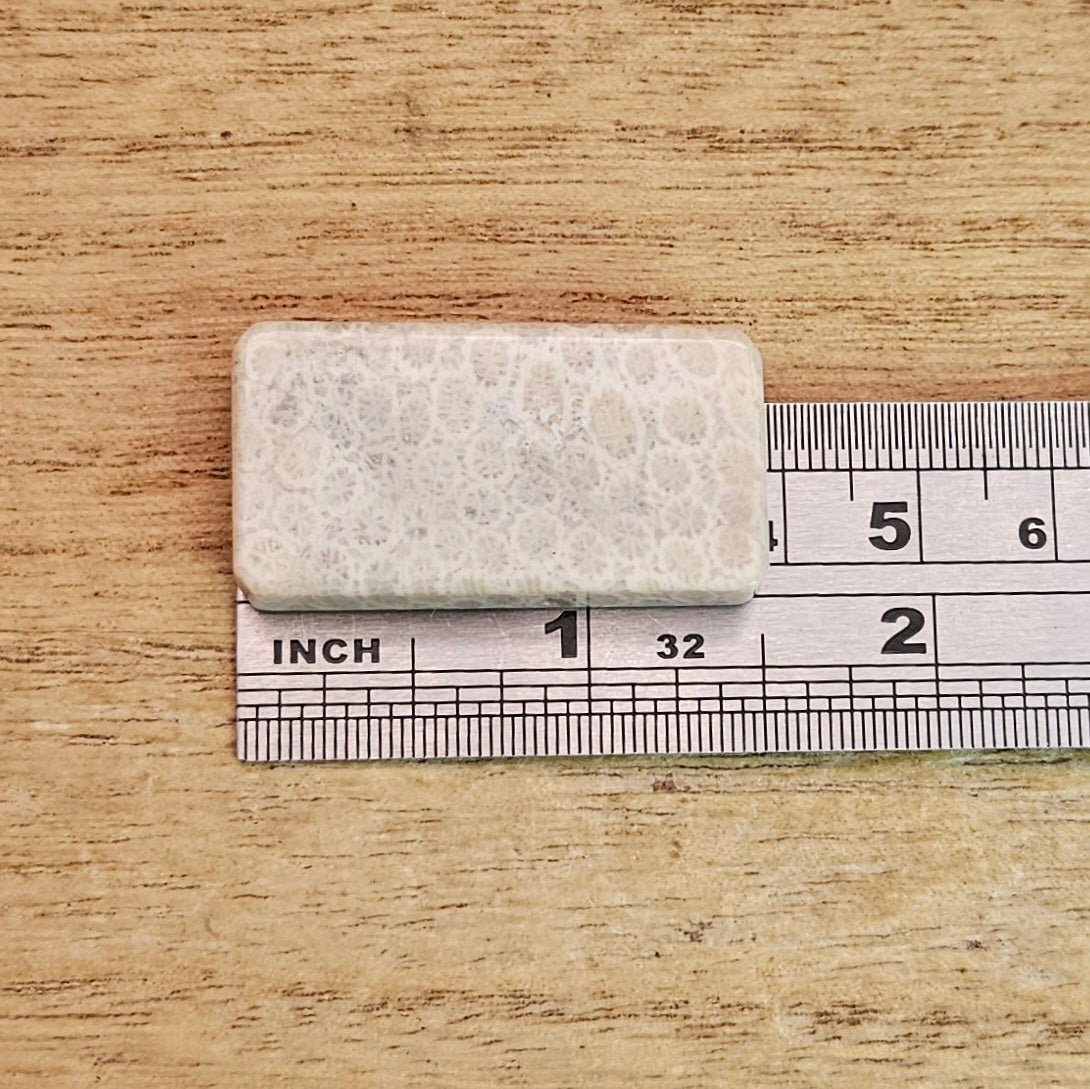Fossil Coral Rectangle Cabochon.