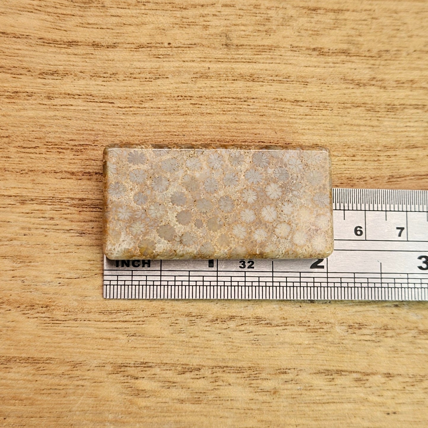 Fossil Coral Rectangle Cabochon.