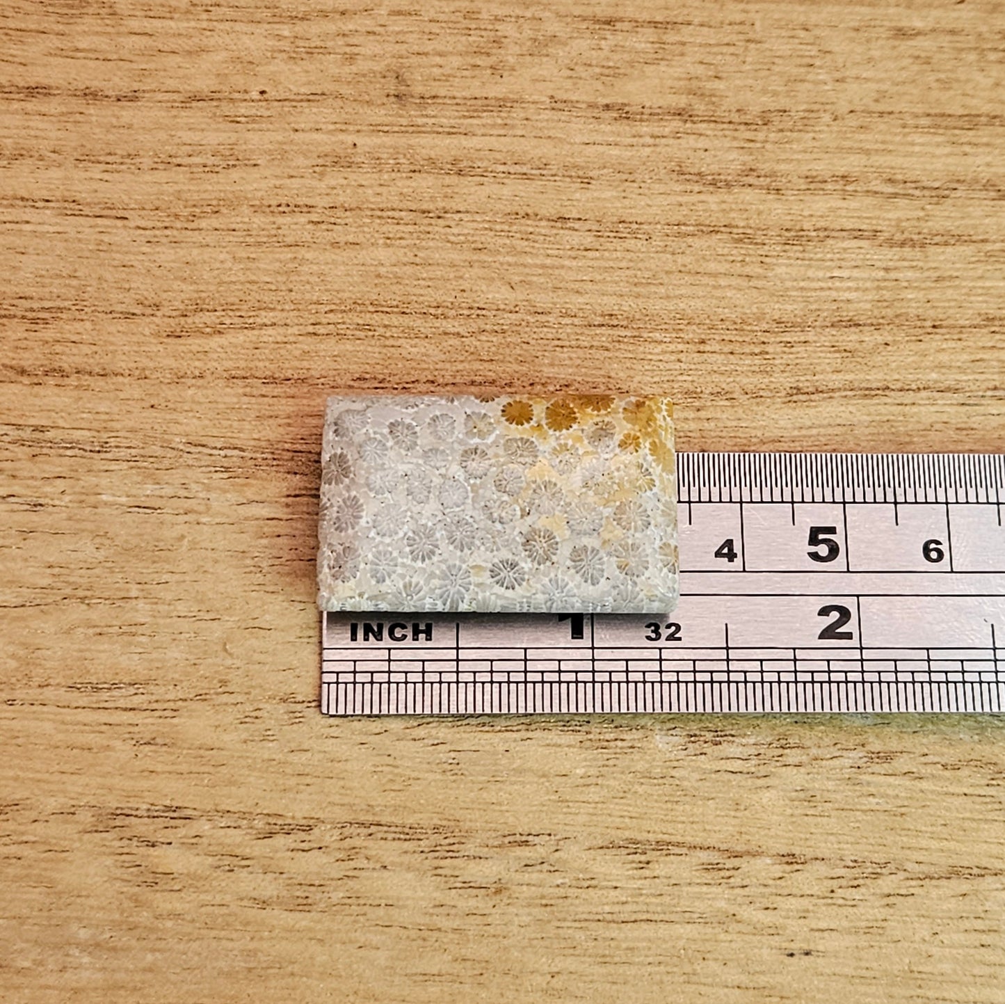 Fossil Coral Rectangle Cabochon.