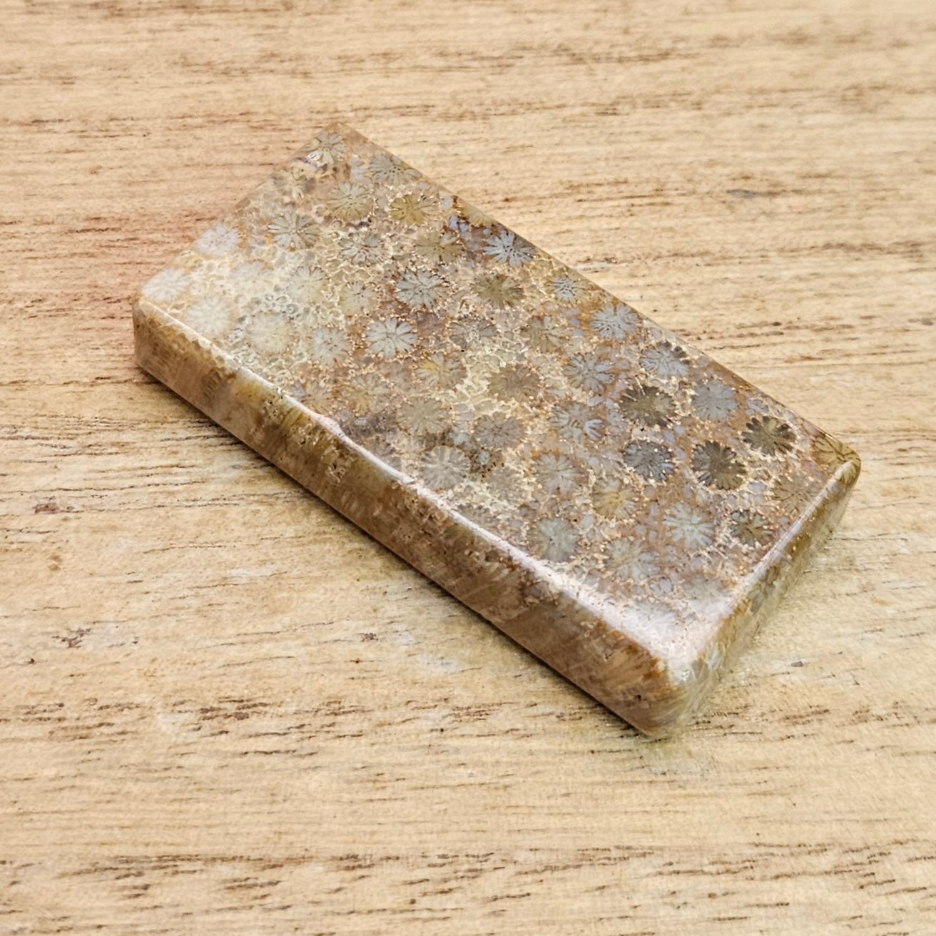Fossil Coral Rectangle Cabochon.