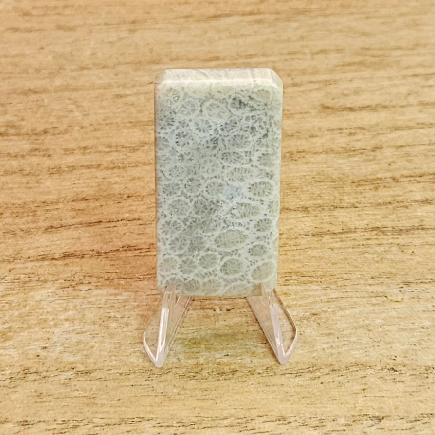 Fossil Coral Rectangle Cabochon.