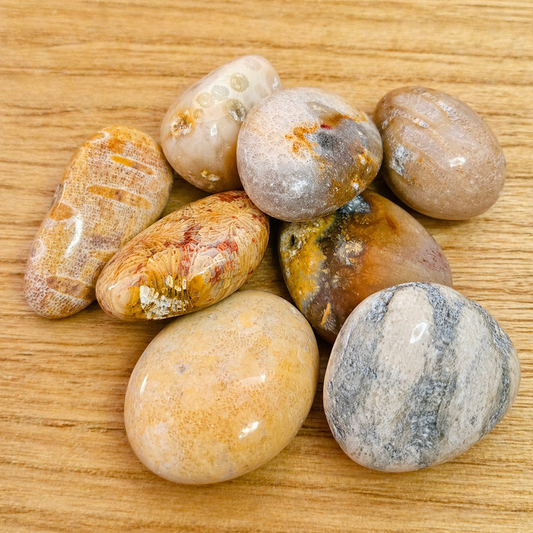 Fossil Coral Tumble.