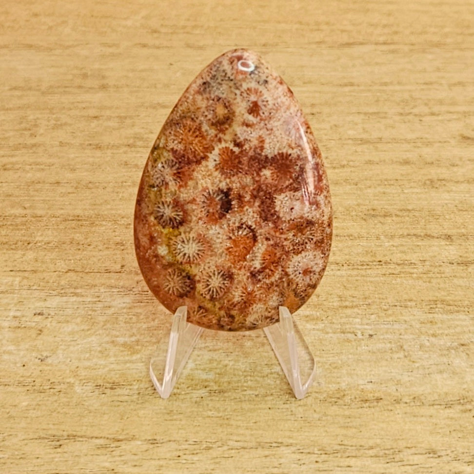 Fossil Coral Tear-drop Cabochon.