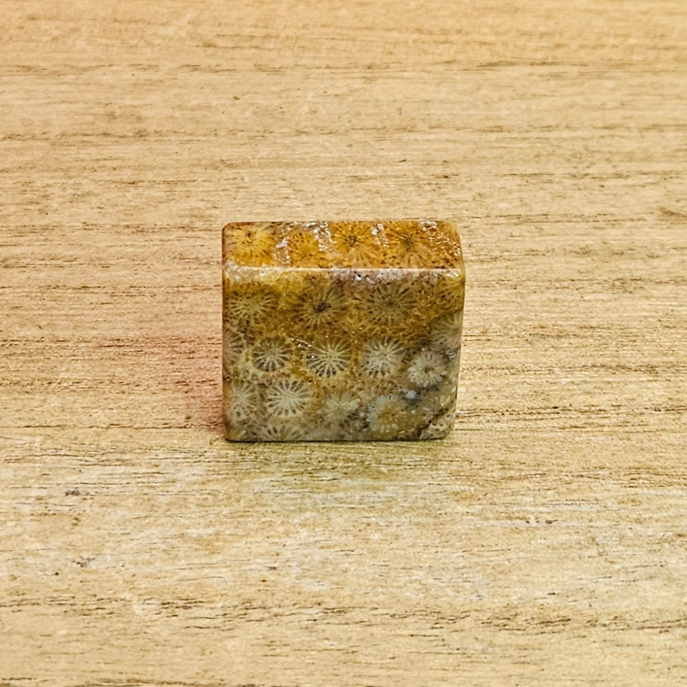 Fossil Coral Square Cabochon.