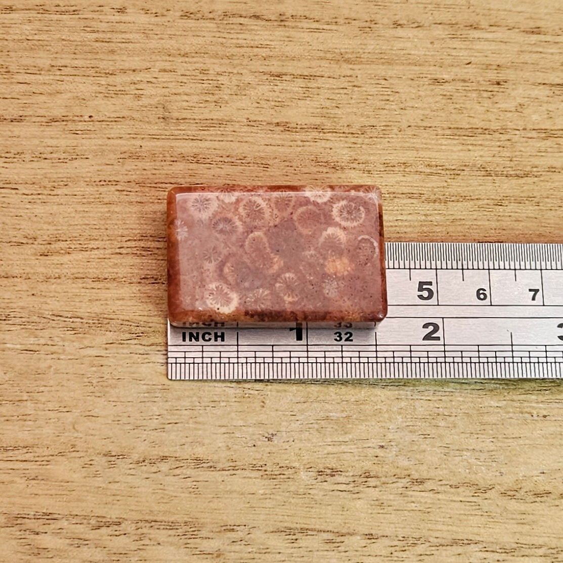 Fossil Coral Rectangle Cabochon.
