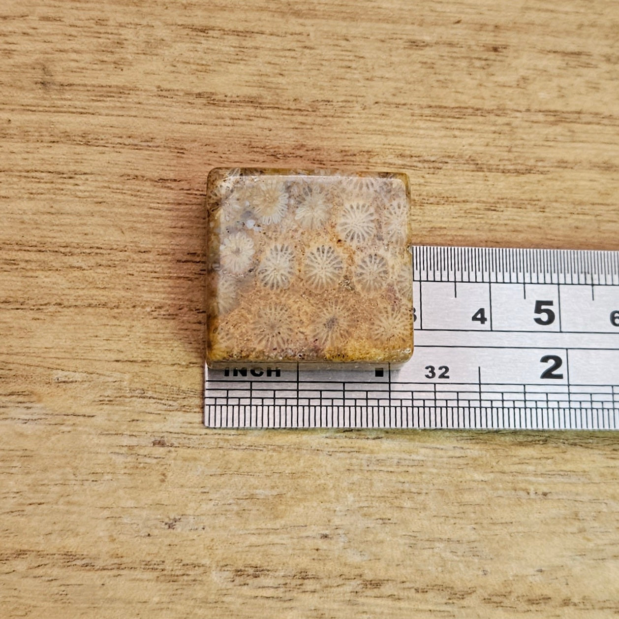 Fossil Coral Square Cabochon.