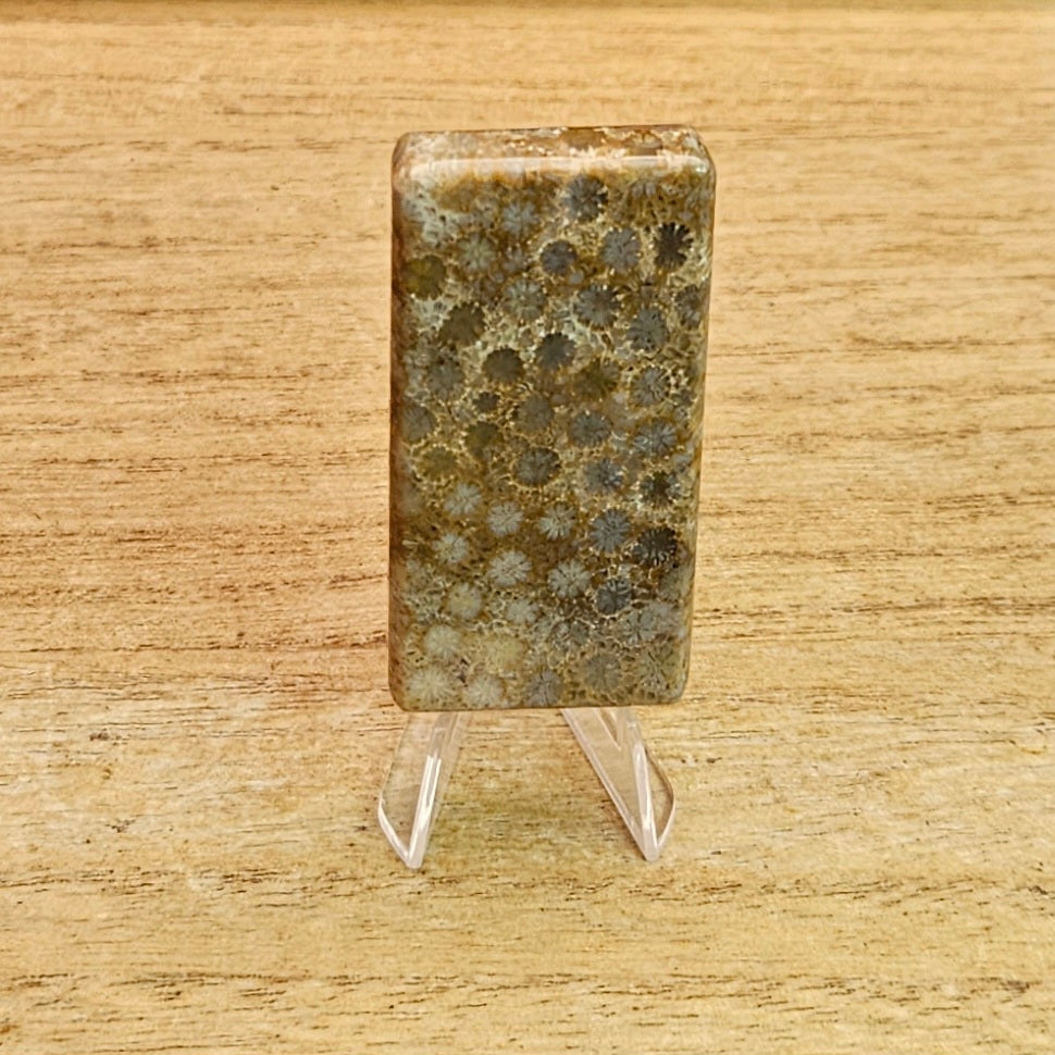 Fossil Coral Rectangle Cabochon.