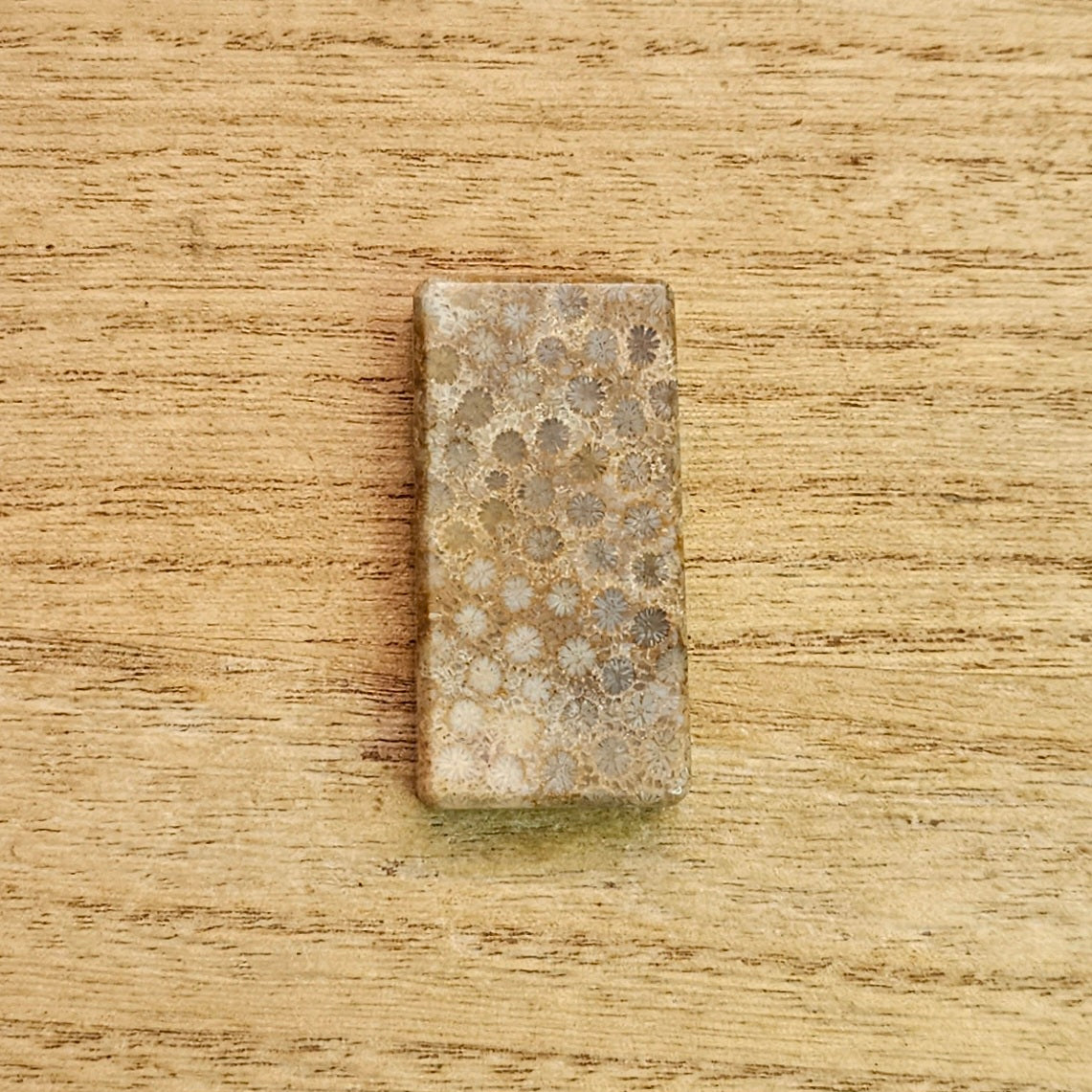 Fossil Coral Rectangle Cabochon.