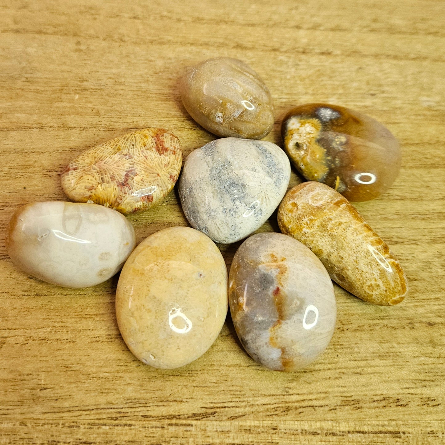 Fossil Coral Tumble.