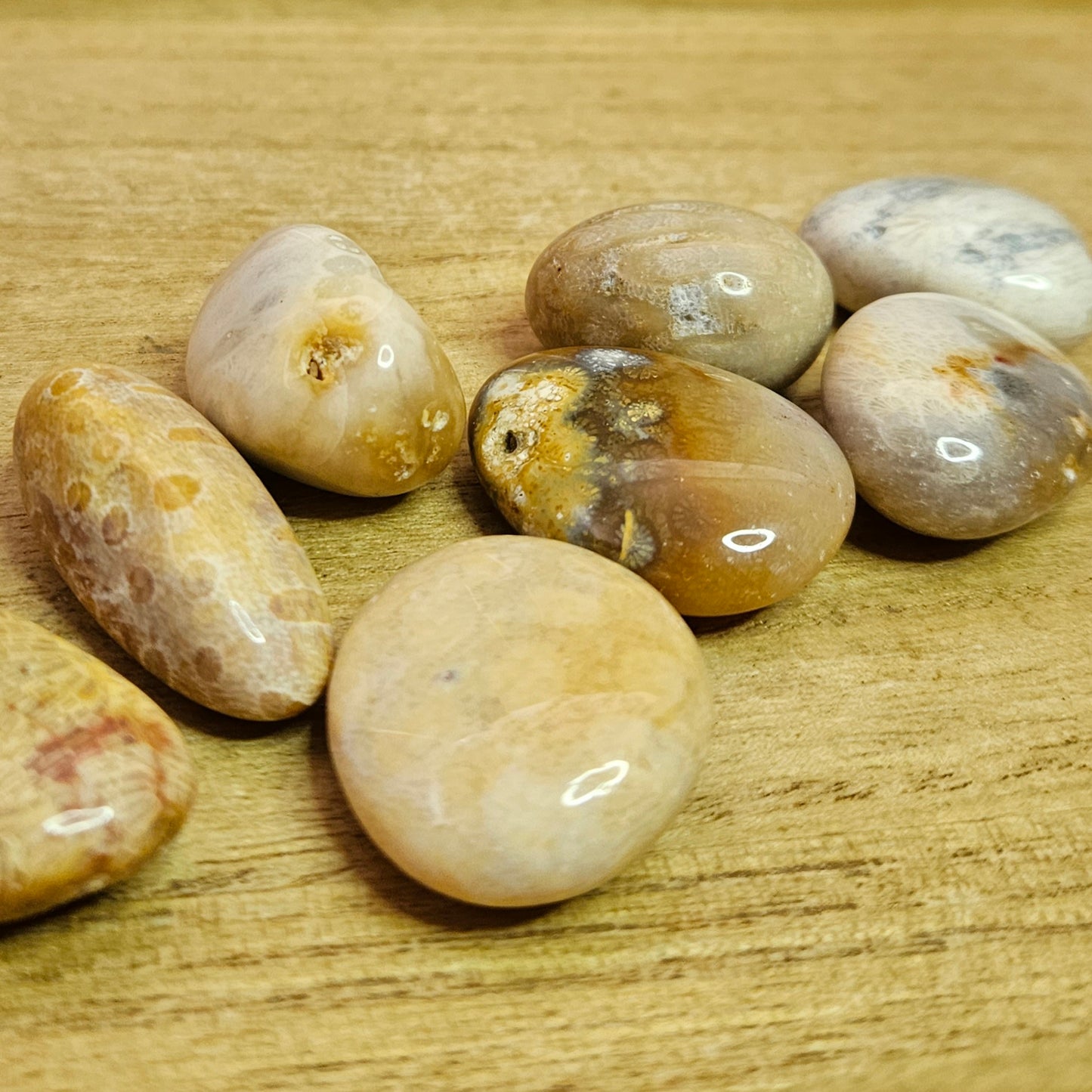 Fossil Coral Tumble.