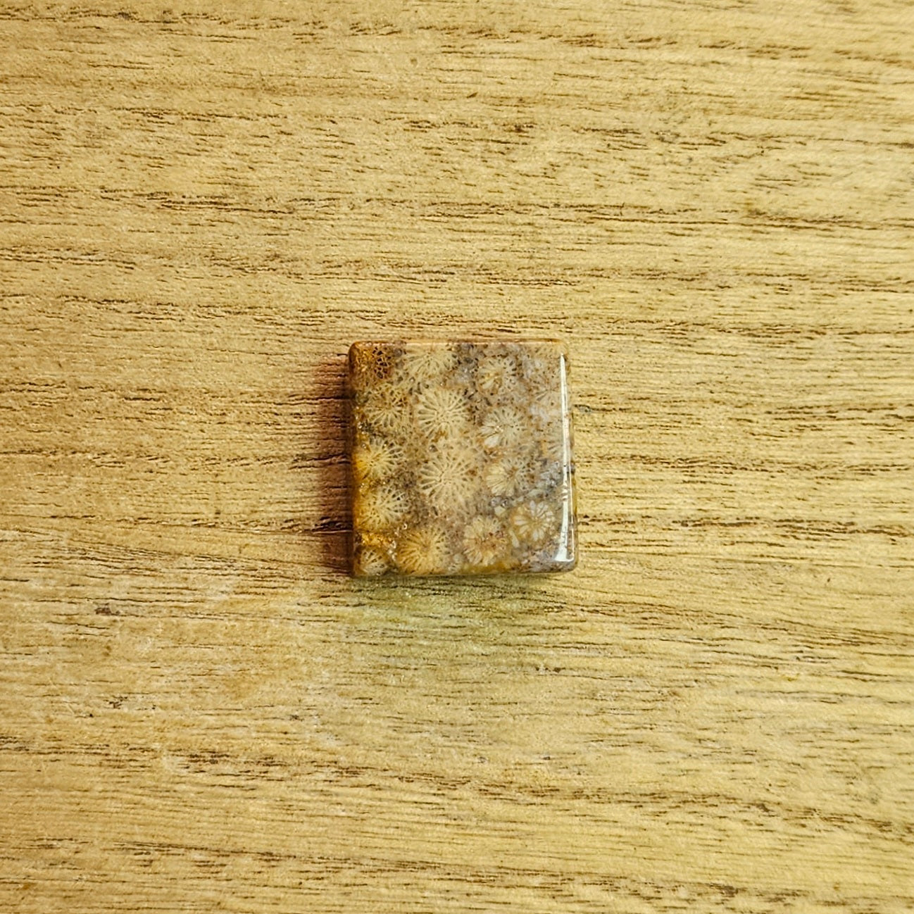 Fossil Coral Square Cabochon.