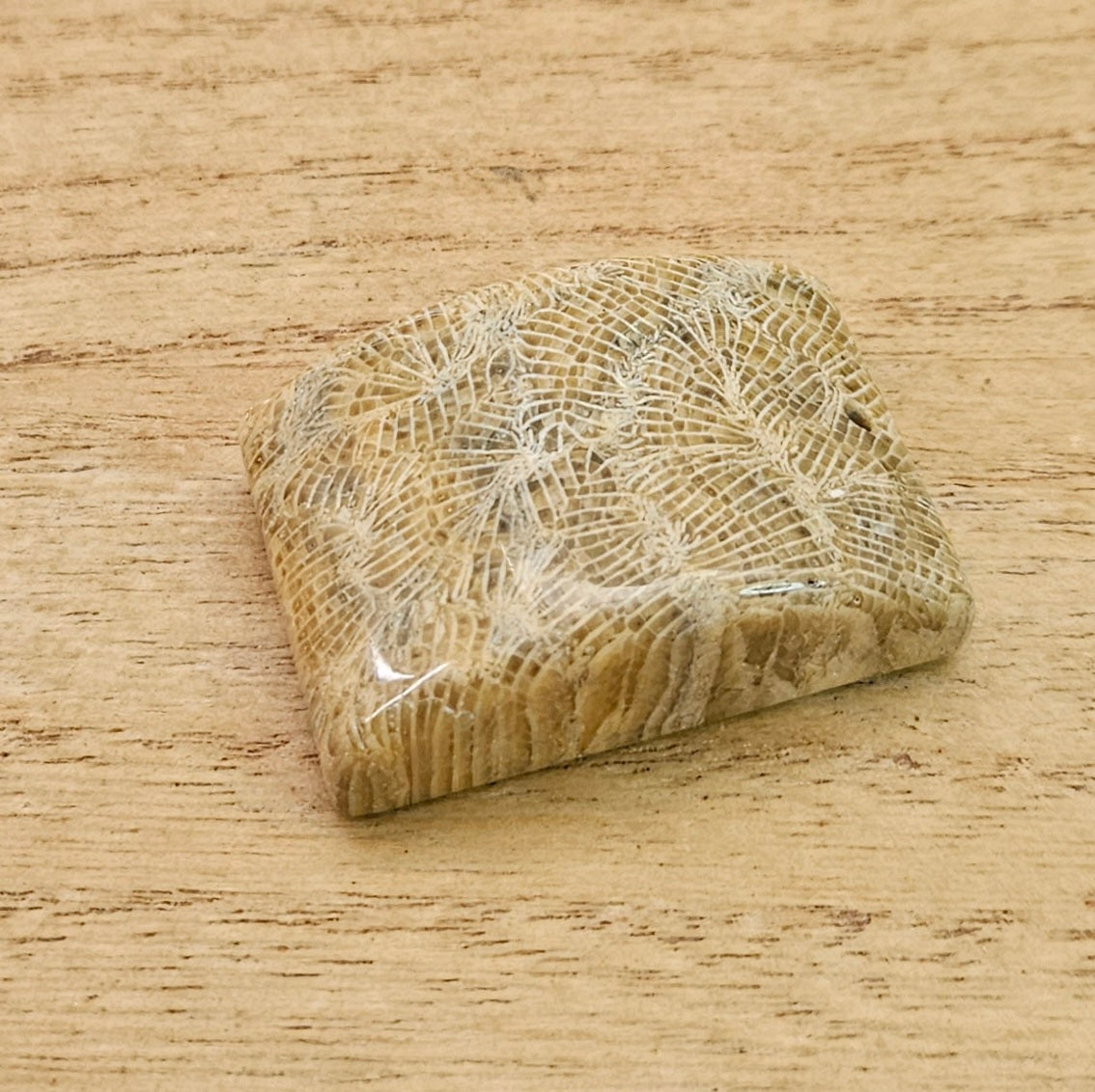 Fossil Coral Rectangle Cabochon. *Pre Drilled*.