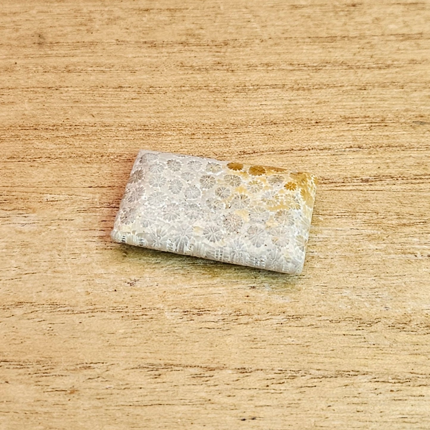 Fossil Coral Rectangle Cabochon.