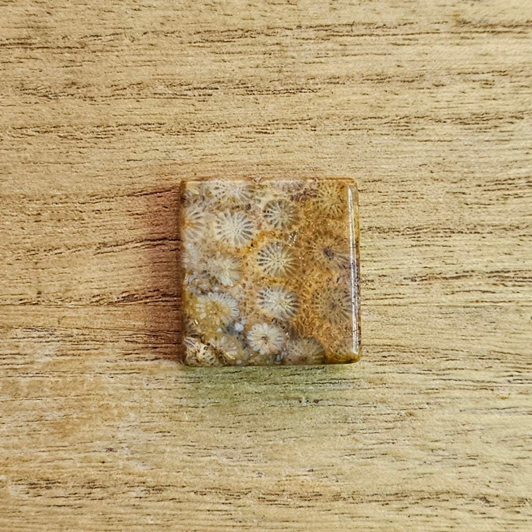 Fossil Coral Square Cabochon.