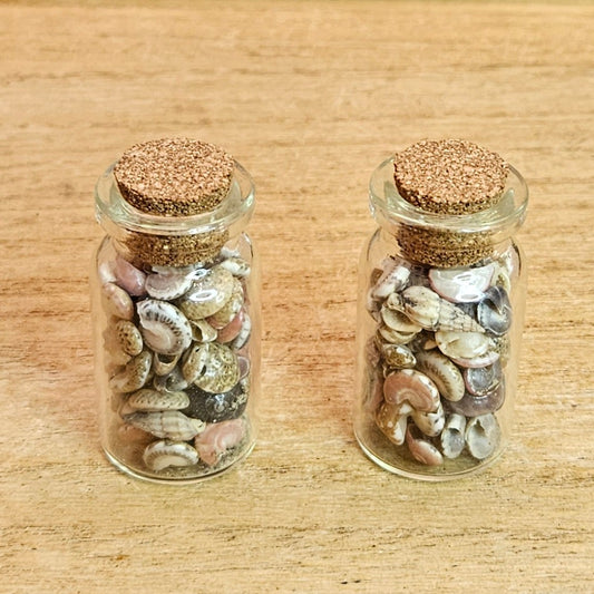 Sea Shell Jar.