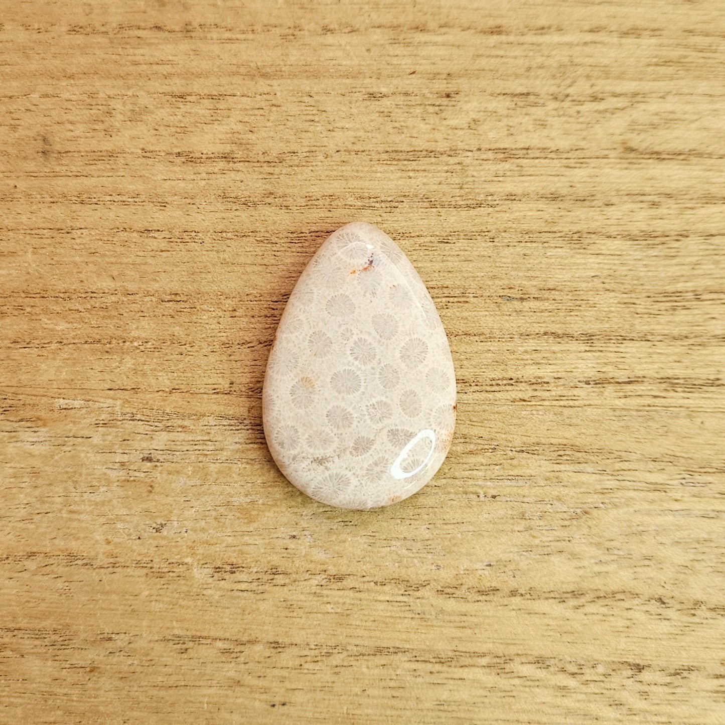 Fossil Coral Tear-drop Cabochon.