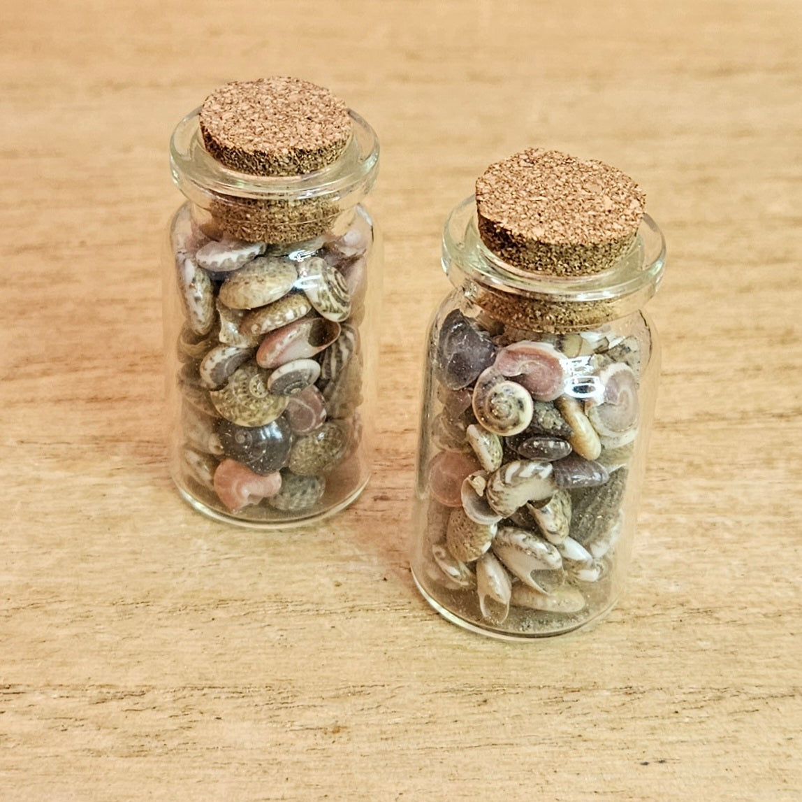 Sea Shell Jar.