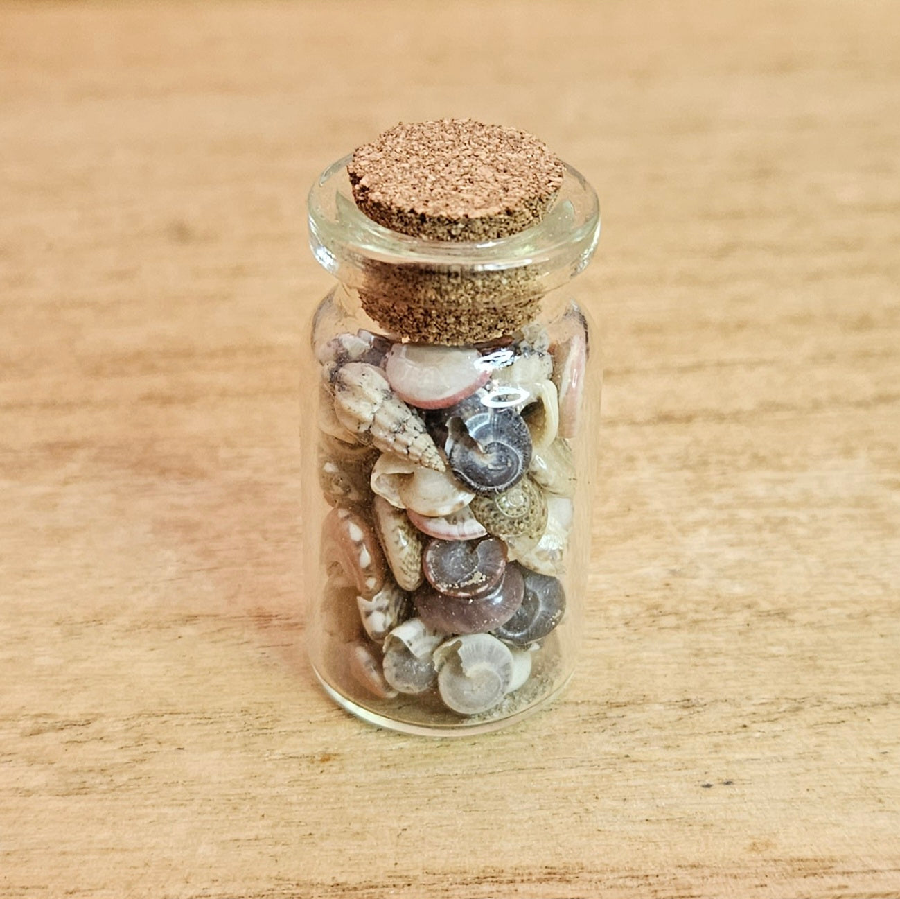Sea Shell Jar.
