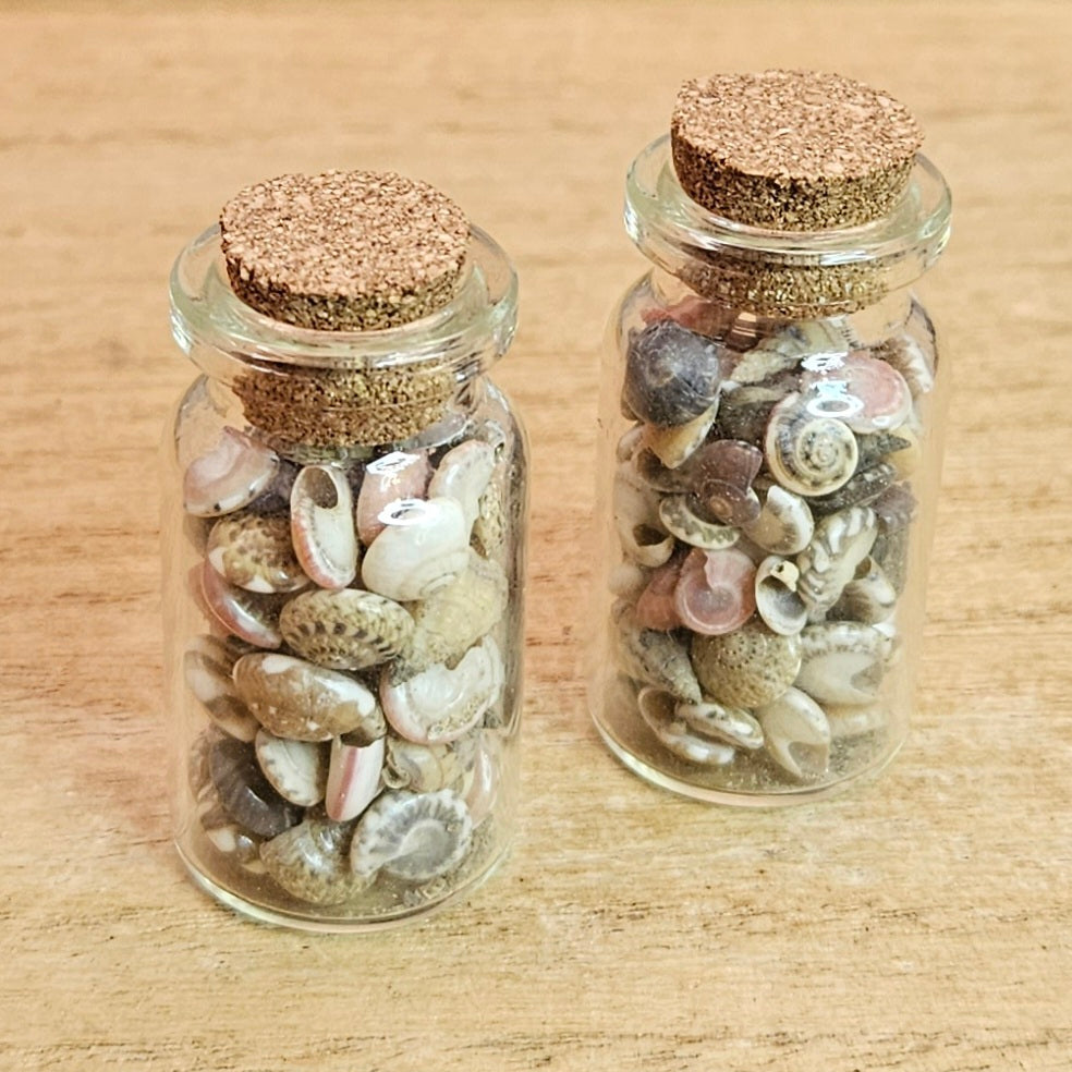 Sea Shell Jar.