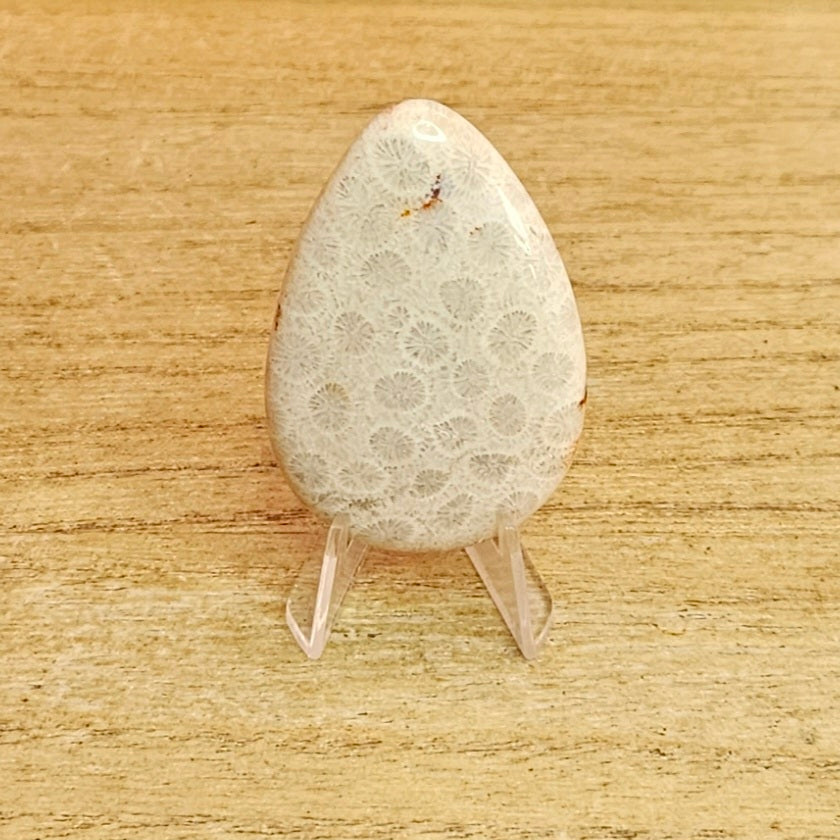 Fossil Coral Tear-drop Cabochon.