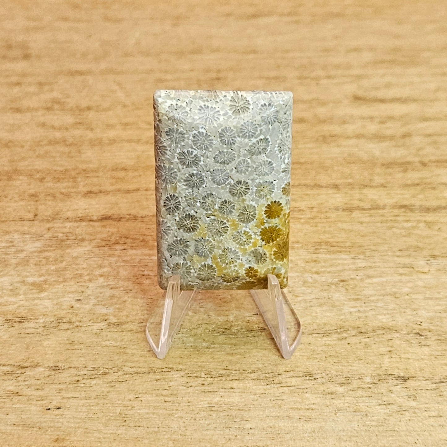 Fossil Coral Rectangle Cabochon.