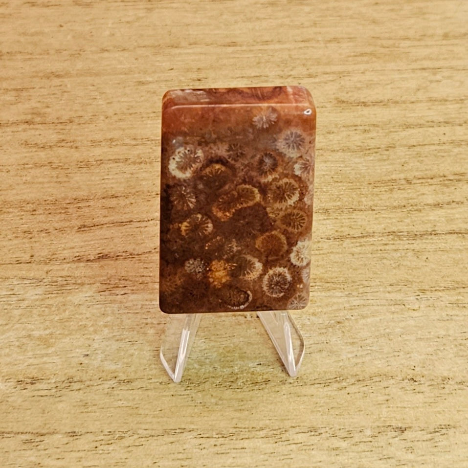 Fossil Coral Rectangle Cabochon.