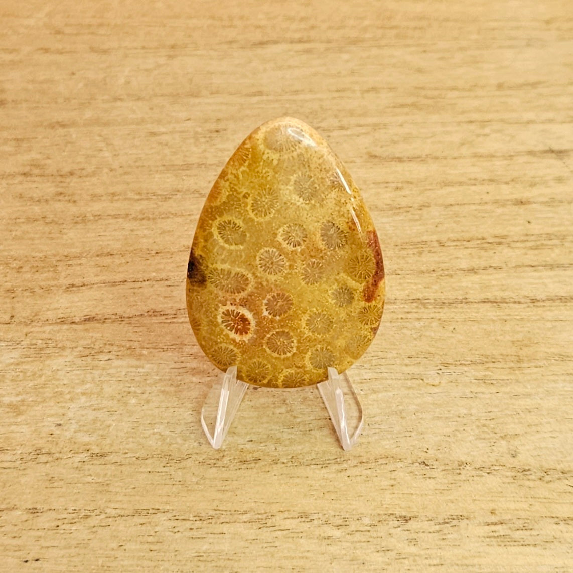 Fossil Coral Tear-drop Cabochon.