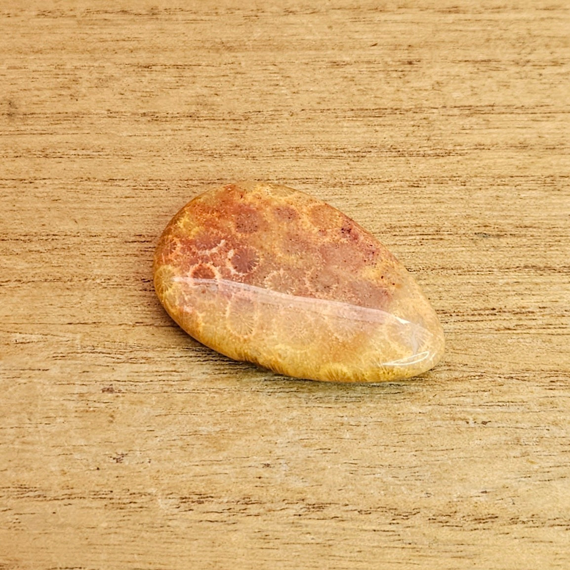 Fossil Coral Tear-drop Cabochon.